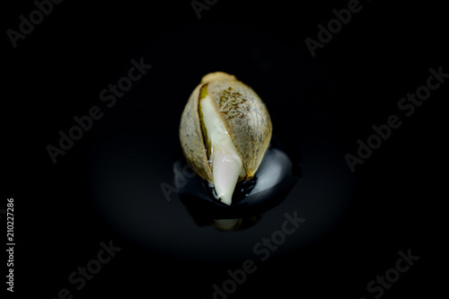 Photography Wet Cannabis seed macro view - germintaion of cannabis seeds, sprouting