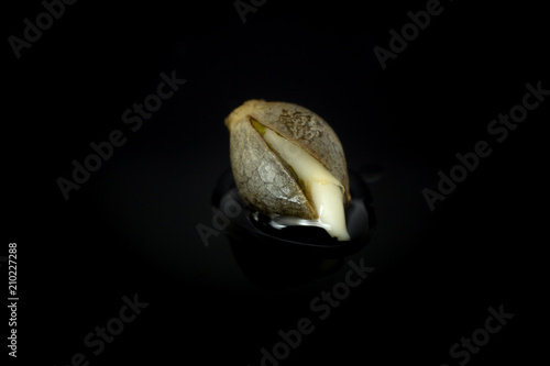 Bild auf Leinwand Wet Cannabis seed macro view - germintaion of cannabis seeds, sprouting