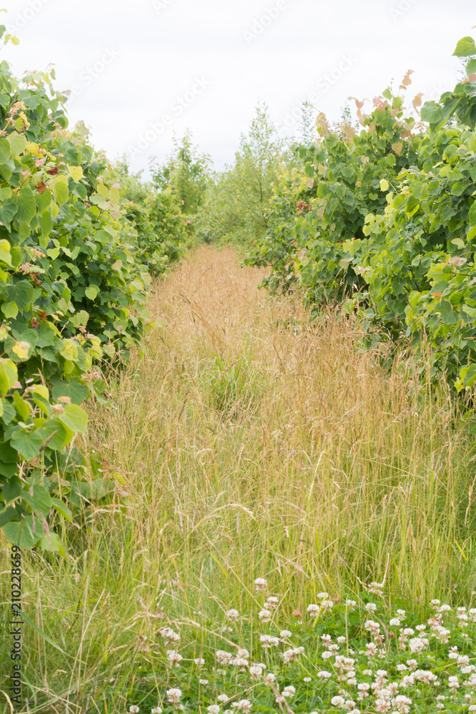 Rows of saplings growing for sustainably sourced wood Rows of saplings growing for sustainably sourced wood