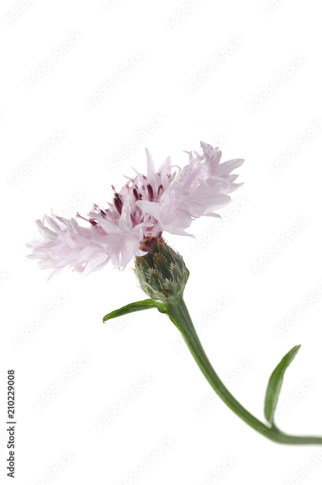 pink single flower of knapweed on a white background