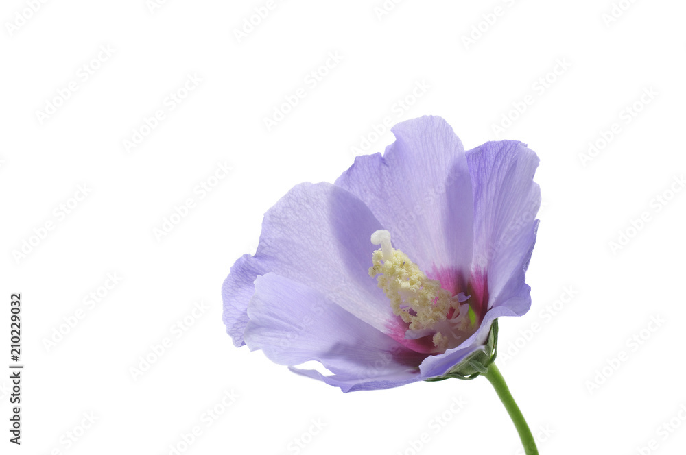 purple flower of Hibiscus syriacus on a white background purple flower of Hibiscus syriacus on a white background