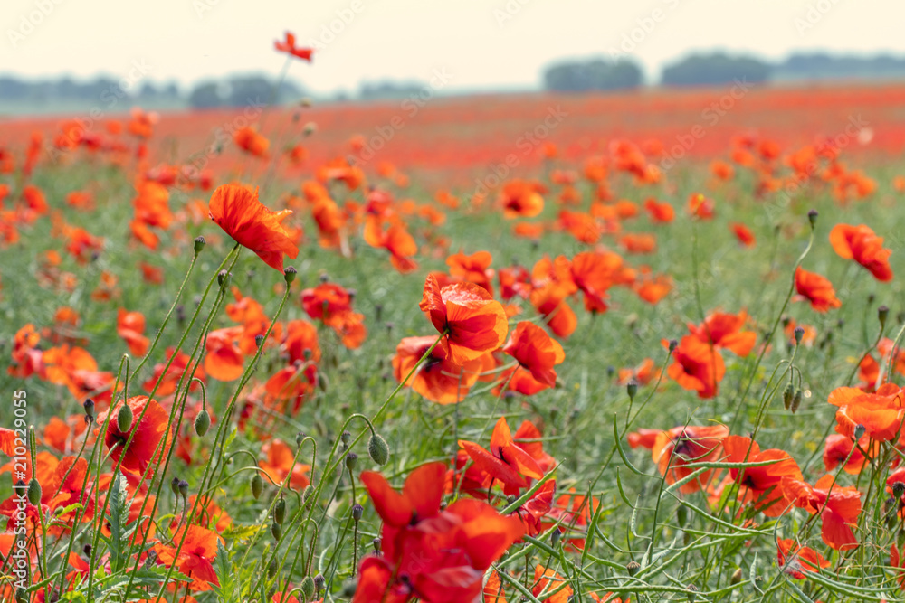 Obraz premium field of Poppies and corn-flowers