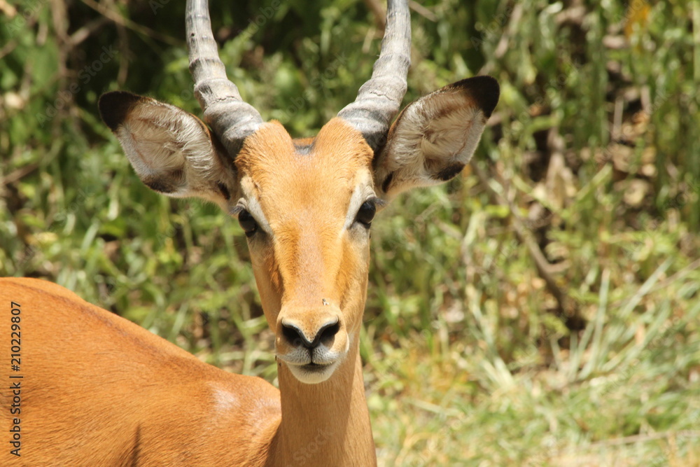 Male Impala