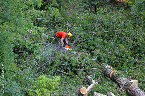 A man is sawing a chainsaw of a tree trunk in a summer park

