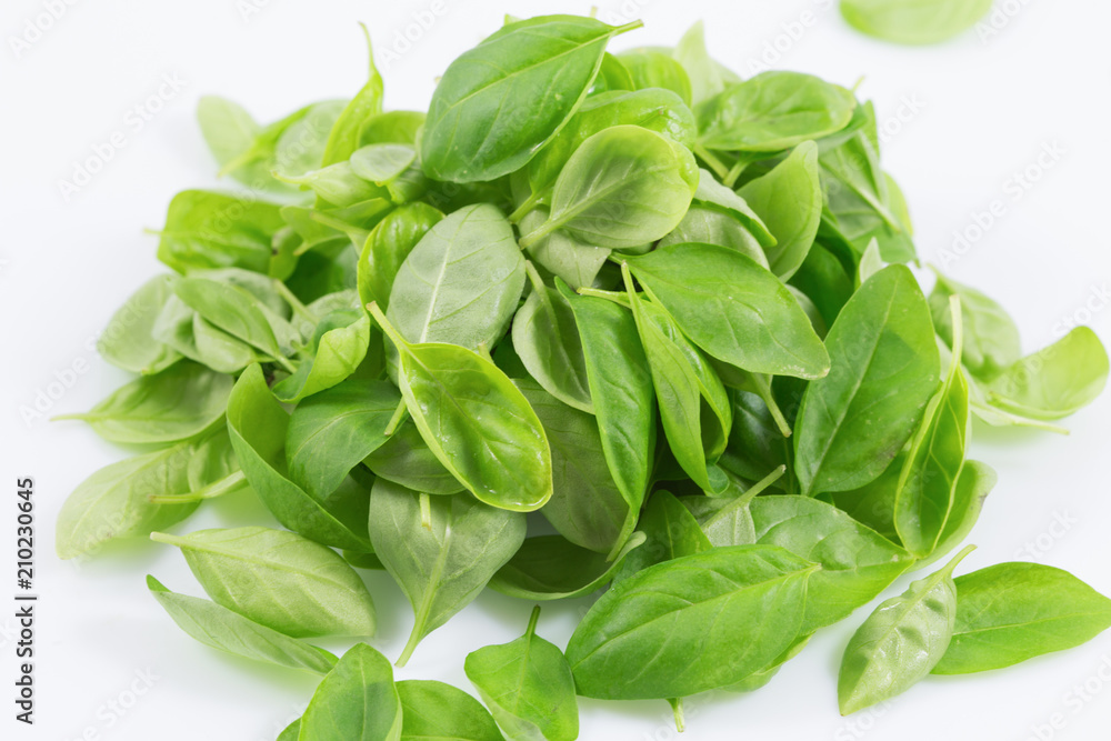 Fresh and young of green basil, basilico leaves isolated on white background. Fresh and young of green basil, basilico leaves isolated on white background.
