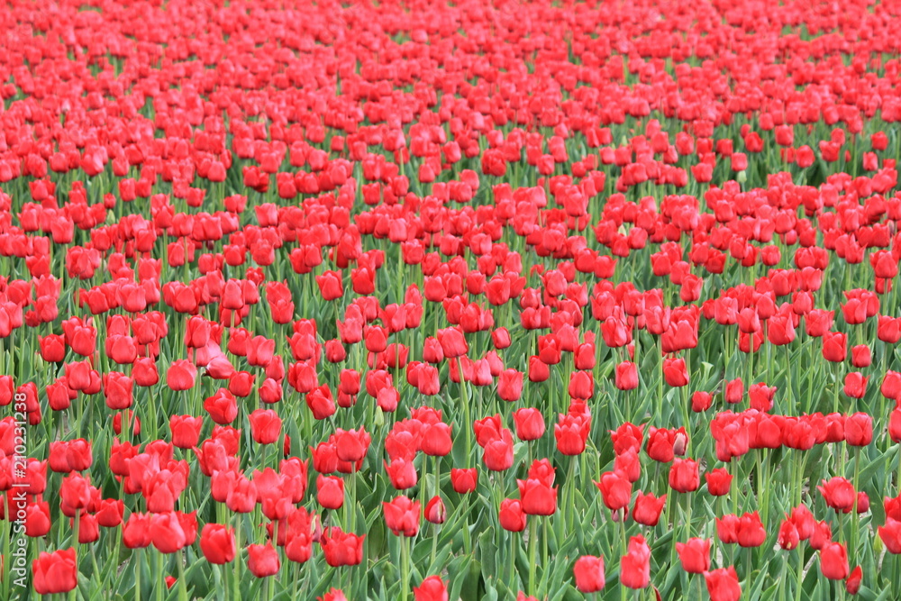 a beautiful field of red tulips in springtime in holland