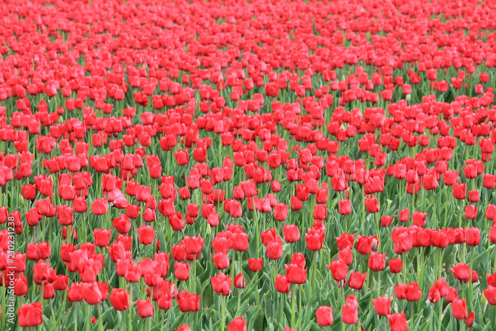 a beautiful field of red tulips in springtime in holland a beautiful field of red tulips in springtime in holland