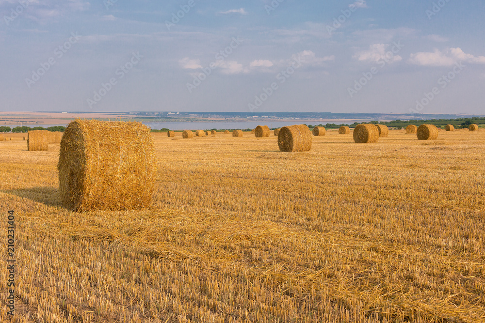 Fototapeta premium Field after harvest, Big round bales of straw