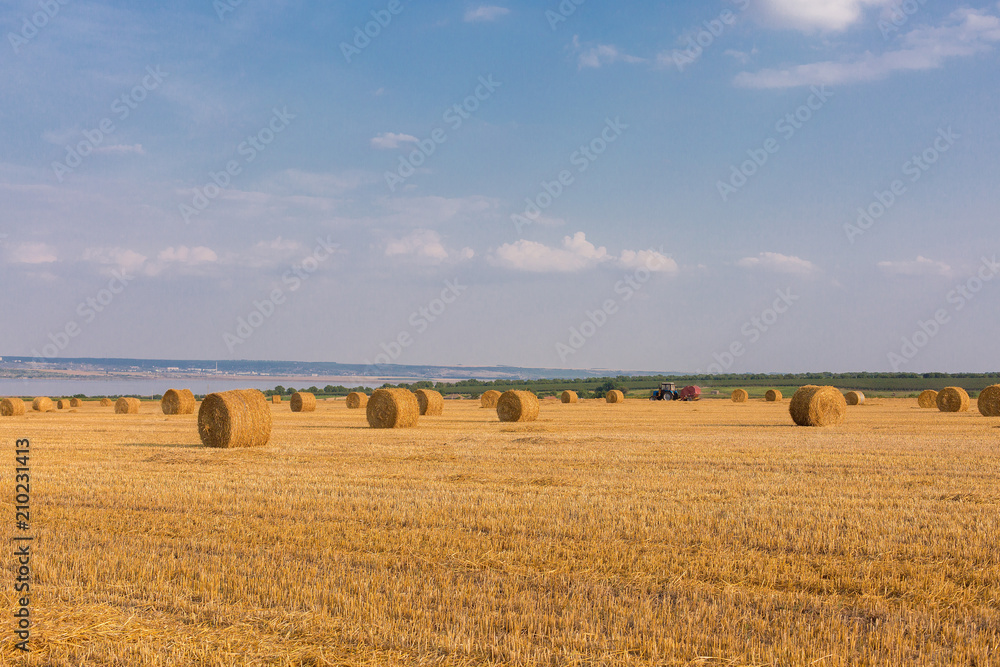 Obraz premium Field after harvest, Big round bales of straw