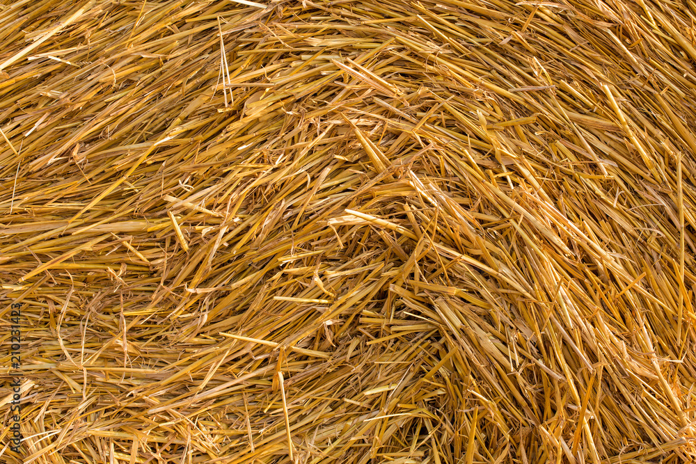 Field after harvest, Big round bales of straw Field after harvest, Big round bales of straw