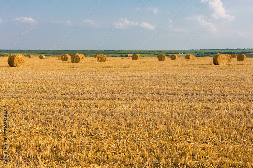 Fototapeta premium Field after harvest, Big round bales of straw
