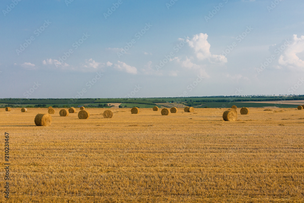 Fototapeta premium Field after harvest, Big round bales of straw