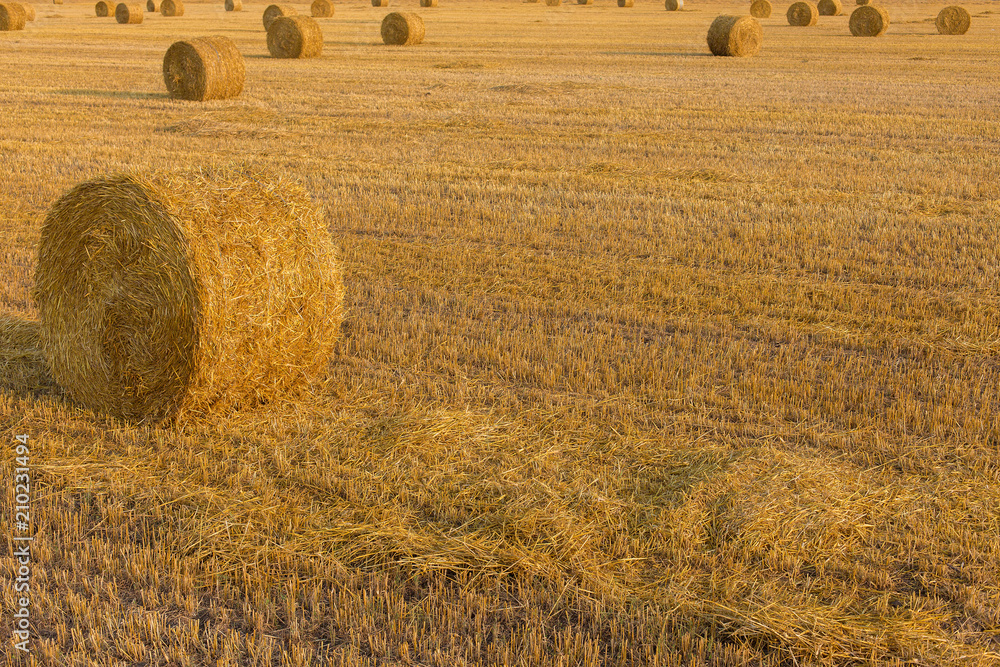 Field after harvest, Big round bales of straw