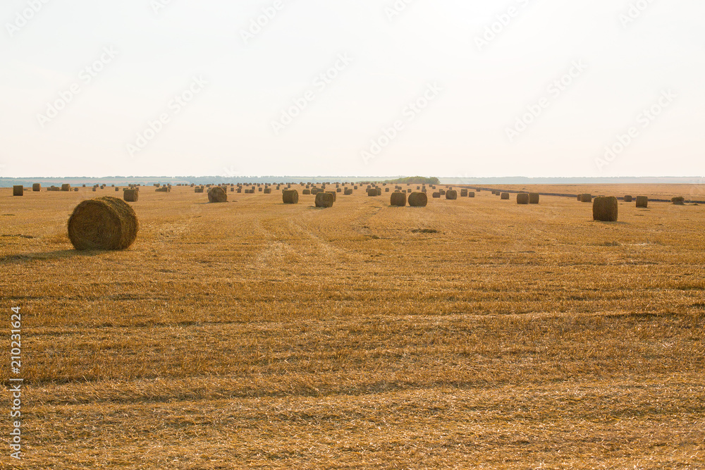 Fototapeta premium Field after harvest, Big round bales of straw