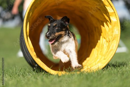 Fototapeta Naklejka Na Ścianę i Meble -  Dog runs through an agility tunnel - Jack Russell Terrier