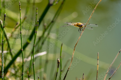 Four-spotted Chaser, Libellula quadrimaculata, resting on a plant stem