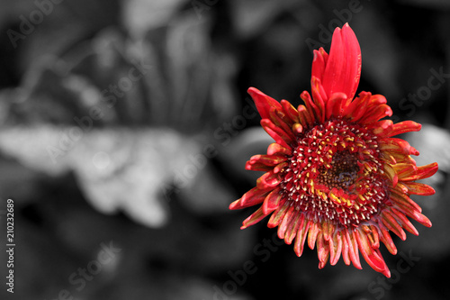 red flower on dark background photo