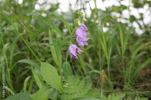 Purple bells are in the garden