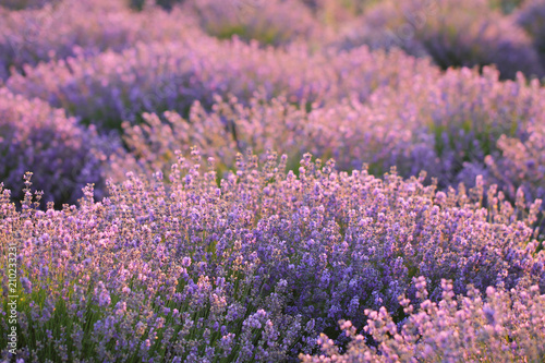 Floral background with fragrant purple lavender bushes. France.