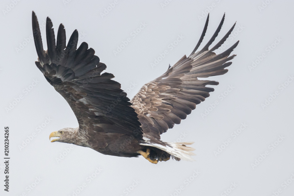 White Tailed Eagle (Haliaeetus albicilla), Isle of Mull, Scotland, UK White Tailed Eagle (Haliaeetus albicilla), Isle of Mull, Scotland, UK