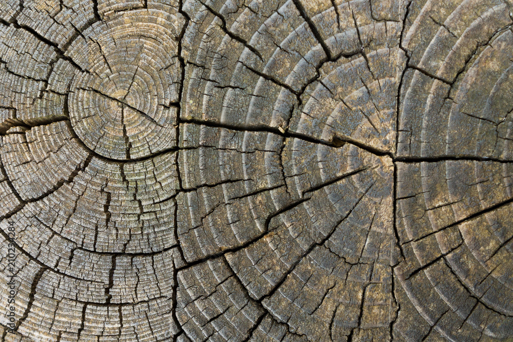 Fototapeta premium anelli del legno