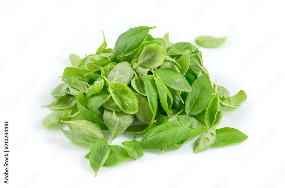 Fresh and young of green basil, basilico leaves isolated on white background. Fresh and young of green basil, basilico leaves isolated on white background.