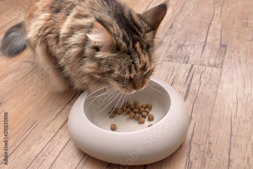 cat eats the food from the bowl