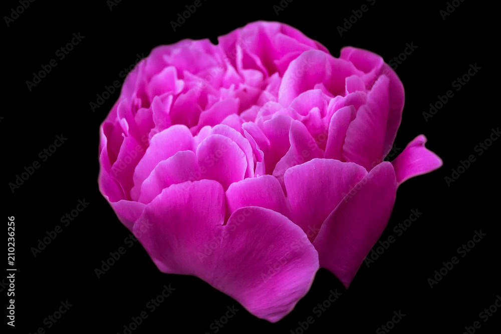 Large peony flower with rose petals on a black background. Large peony flower with rose petals on a black background.