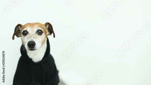 Adorable small white dog in black hoody. Fashinable Dog clothes. Smiling and looking to cam. Video footage. photo