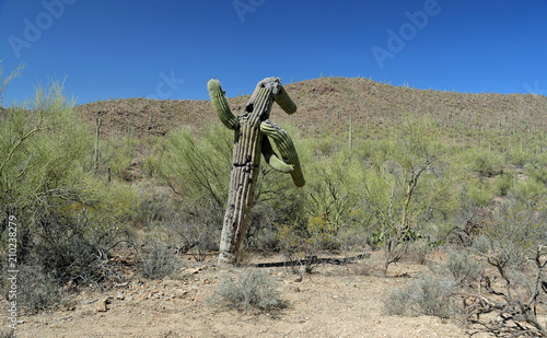 Φωτογραφία Old saguaro cactus in southern Arizona Sonoran Desert