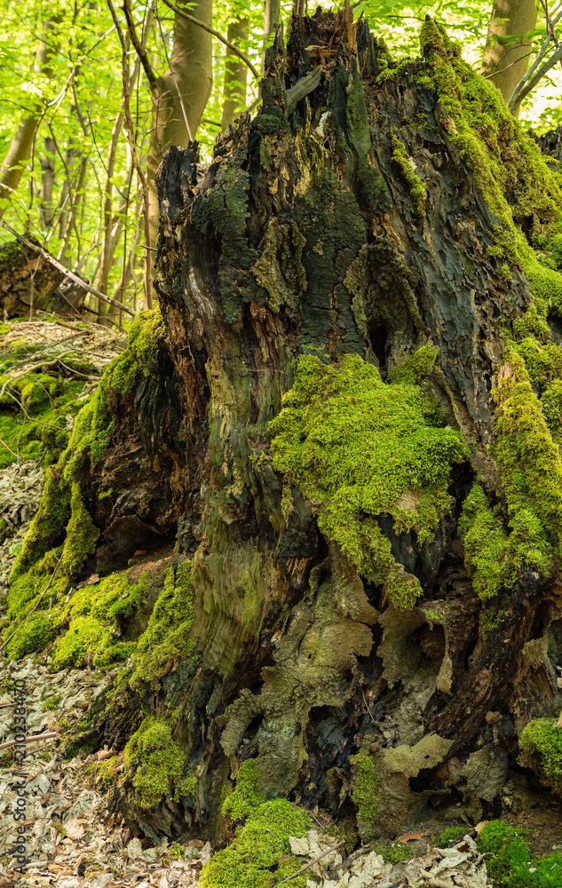 Großer alter und bemooster Baumstumpf im Wald Großer alter und bemooster Baumstumpf im Wald