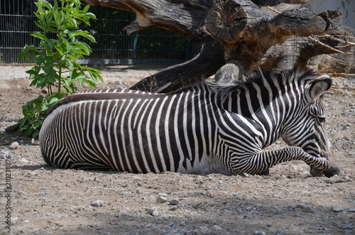 zebra