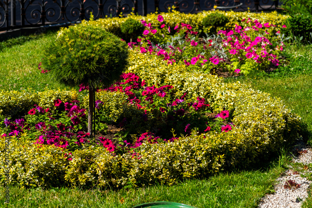 colorful flowers on the flowerbed, an element of the landscape park design