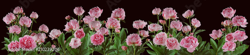 Fototapeta Naklejka Na Ścianę i Meble -  beautiful full pink flowers and plants of peonies isolated, can be used as background