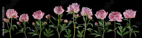 beautiful full pink flowers and plants of peonies isolated  can be used as background