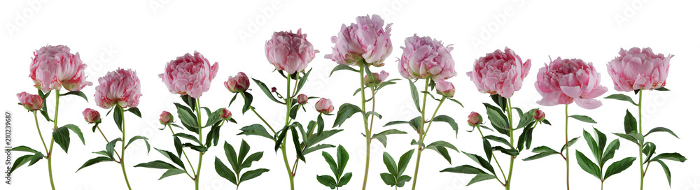 beautiful full pink flowers and plants of peonies isolated, can be used as background