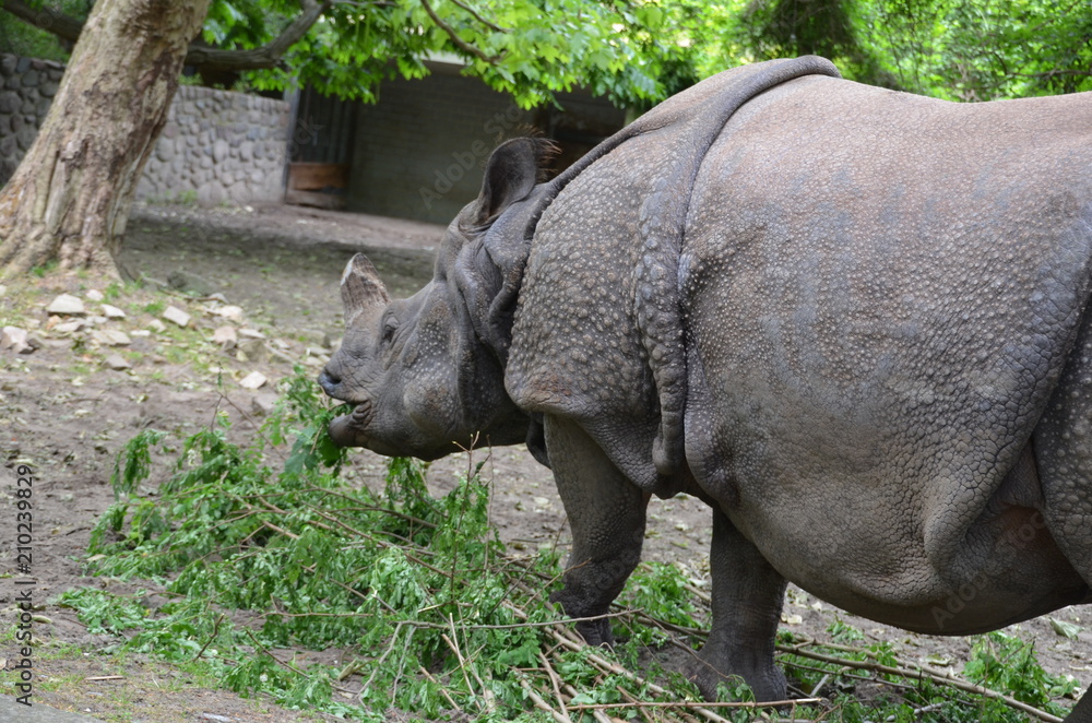 armor rhinoceros eating grass wild animal armor rhinoceros eating grass wild animal