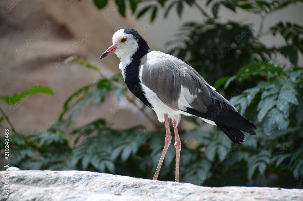 Fototapeta premium bird forest black white