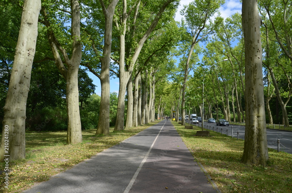 road tree forest