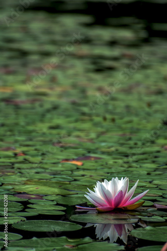 Lily in pond