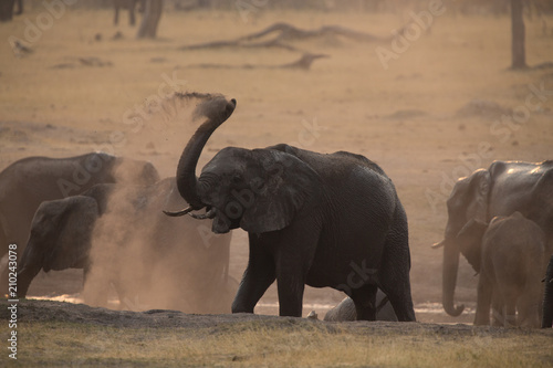 Elephants at waterhole  Zimbabwe
