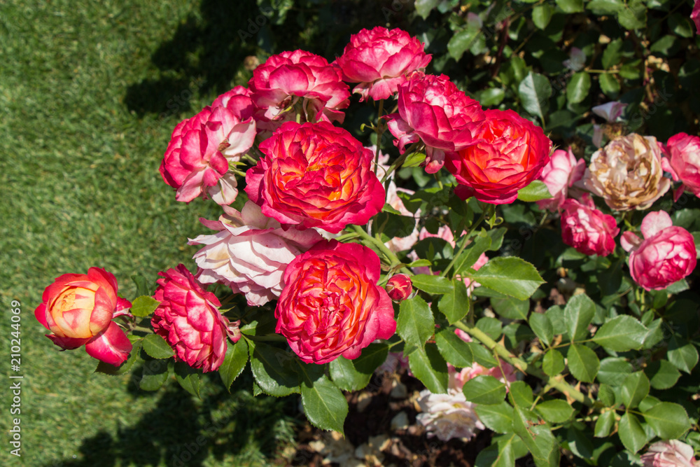 Blooming beautiful bunch of roses in the garden Blooming beautiful bunch of roses in the garden