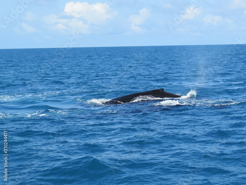 Baleia mergulhando
