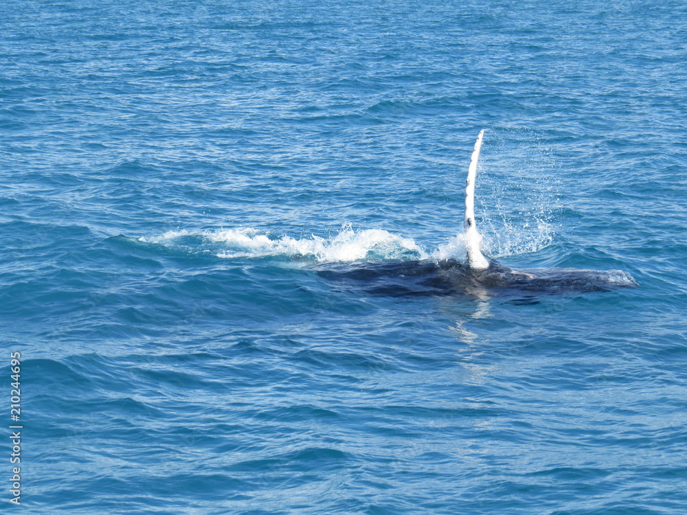 Obraz premium baleia barbatana