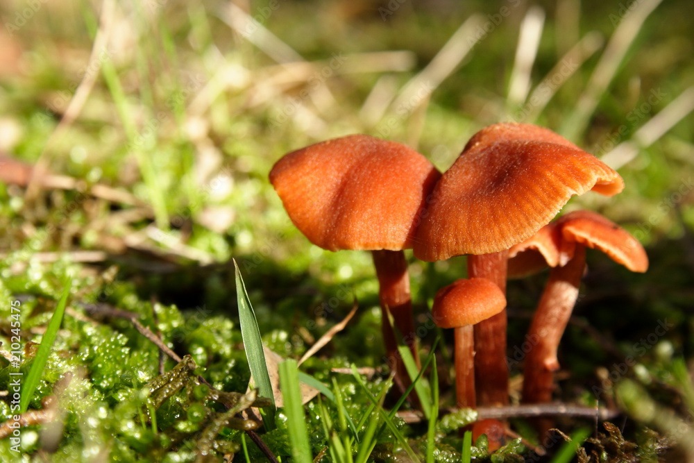 Wild Brown Mushrooms Wild Brown Mushrooms
