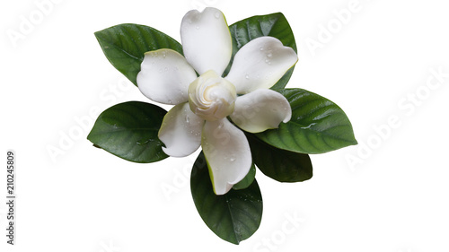 Gardenia jasminoides or Cape jasmine flower on white background
