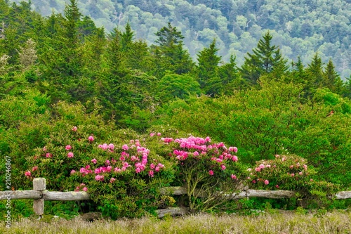 Rhododenderon Blooming in the Blue Ridge Mountains