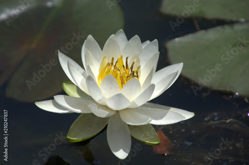 Water  Pond  Lily  Nymphaea