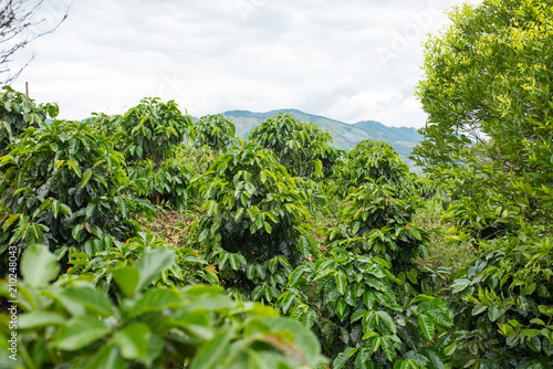 Coffee plantation in Jerico  Colombia in the state of Antioquia.