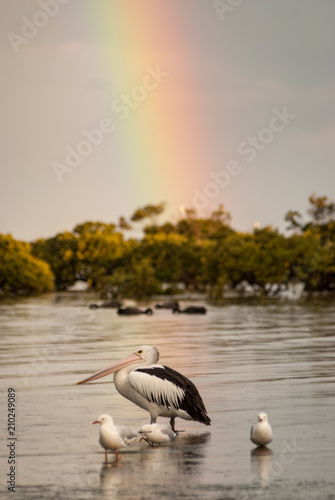 Pelican and gulls with rainbow